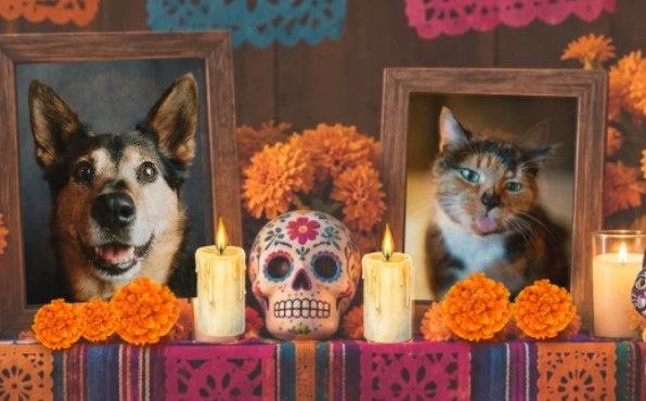 Tulancingo prepara altar para mascotas y concurso de disfraces. (Ayuntamiento de Tulancingo)