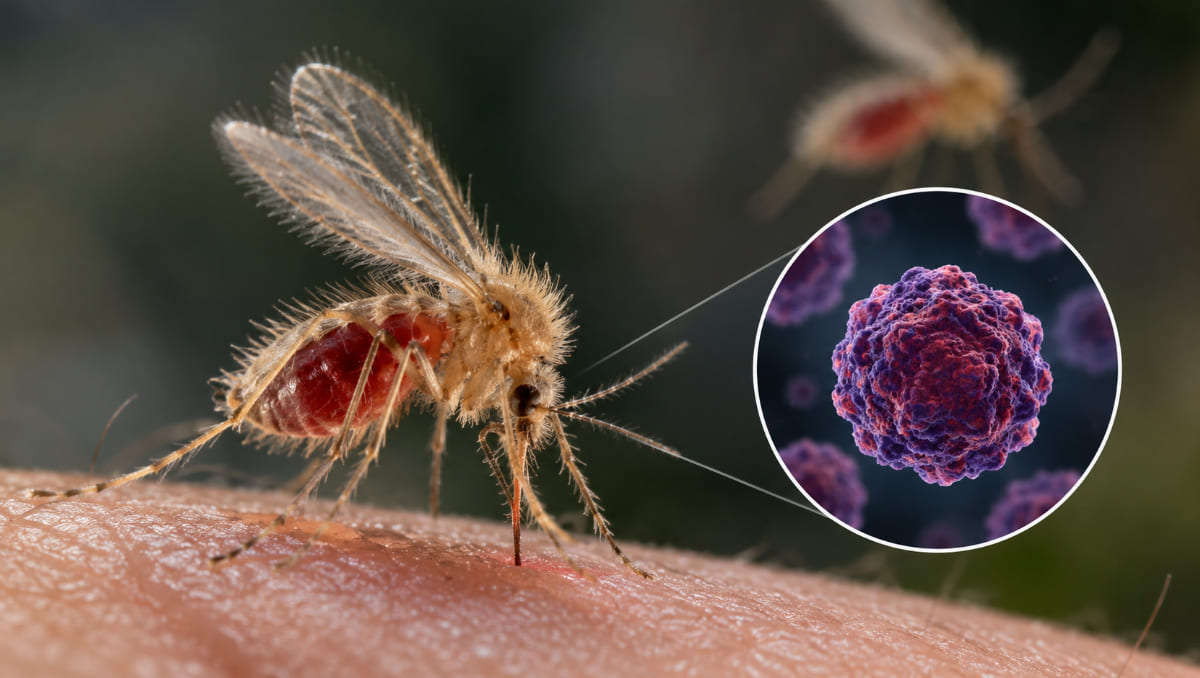 Los jejenes son señalados como responsables de la transmisión del virus Shamonda | Foto: Imagen ilustrativa IA -Táctico