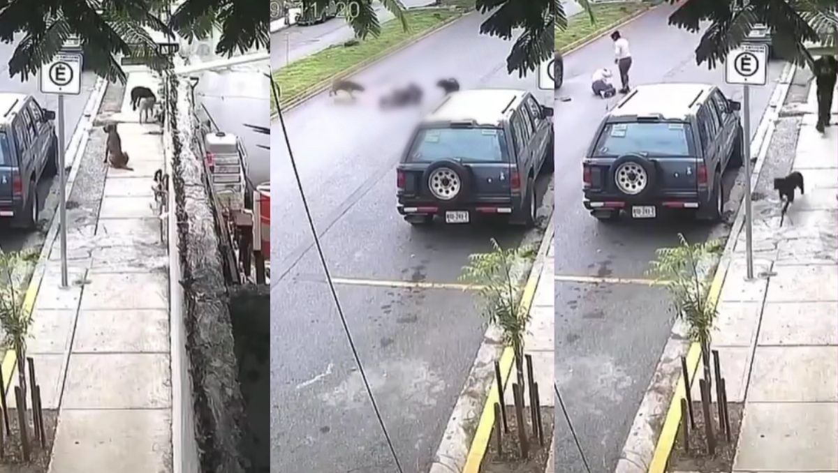 ¡Se lanzan y la derriban! Mujer es atacada por 3 perros en San Nicolás | Foto: Especia