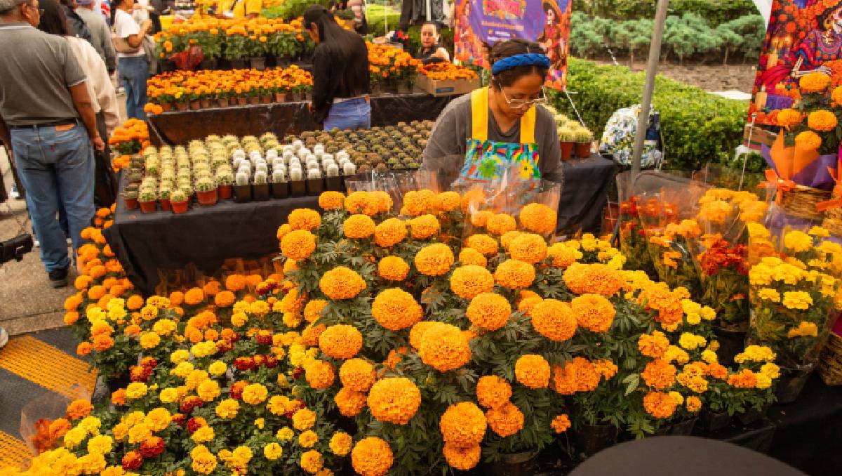 El Estado de México está entre los tres principales productores de cempasúchil. | Foto: Cuartoscuro