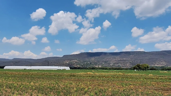 Tierras de cultivo en Purísima del Rincón. | Paloma Almaguer