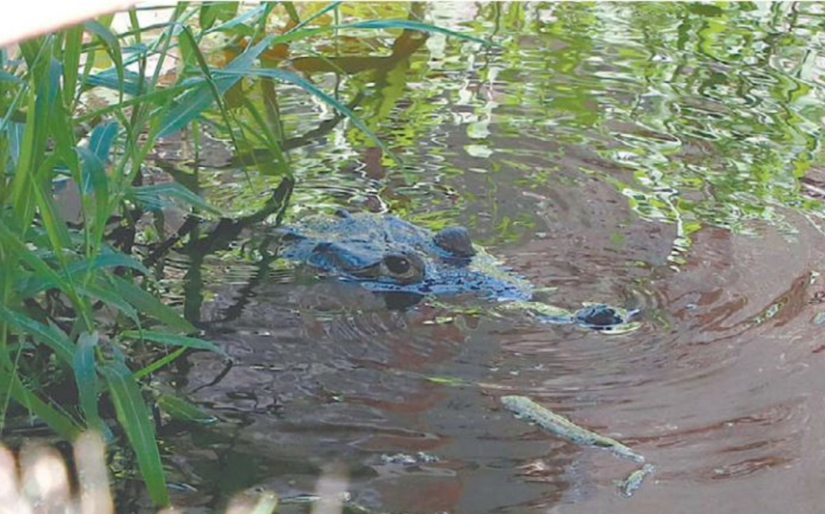 Merodean drenes y lagunas cercanas a las colonias. YAZMÍN SÁNCHEZ