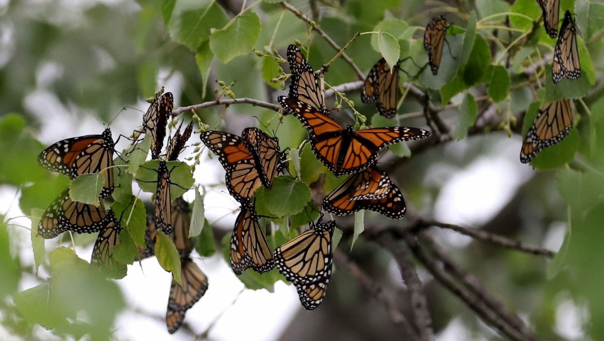 Se espera que la mariposa monarca llegue a inicios de noviembre a los bosques de Oyamel, que son su hogar de hibernación. Luis Guerra
