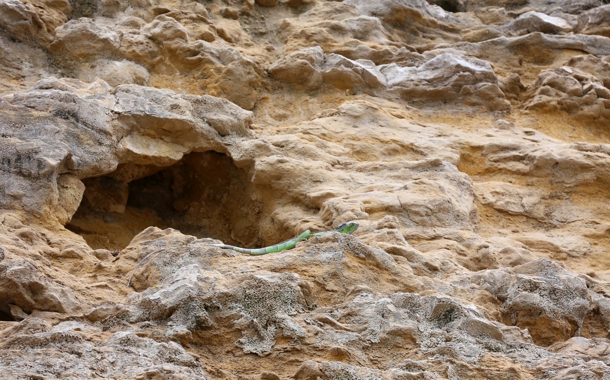 Una iguana se observa en el cerro de Andonegui. | Yazmín Sánchez