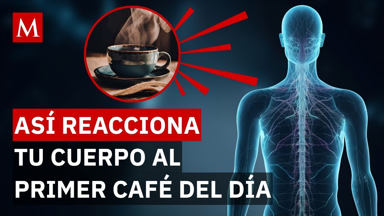 ¿Tomas café para despertar? Así influye la cafeína en tu cuerpo durante la mañana