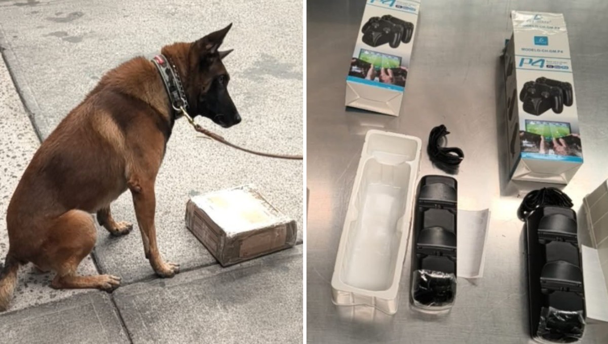 Con apoyo del binomio canino Espartacus, se realizó una inspección donde fue localizada metanfetamina en el AICM. | Foto: Especial