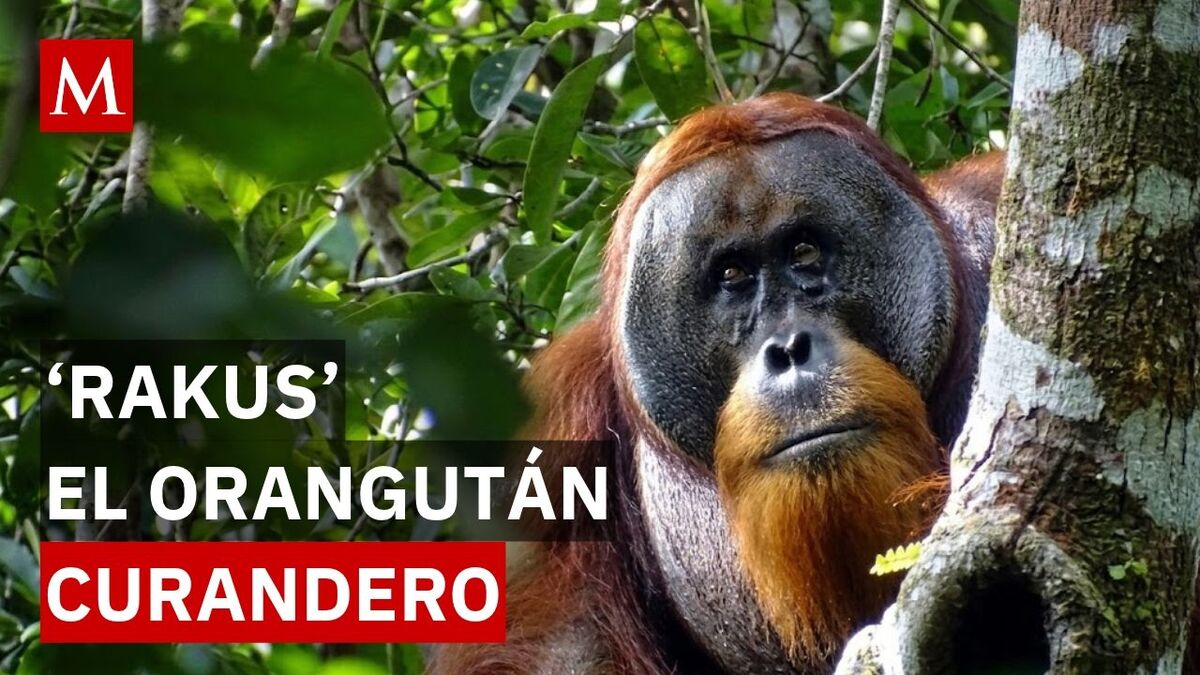 Científicos documentan por primera vez a un orangután curando su herida con una planta medicinal