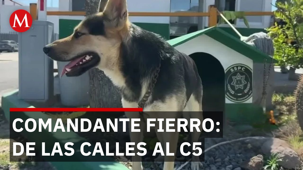 'Comandante Fierro', el perro que dejó la calle para vigilar las instalaciones del C5