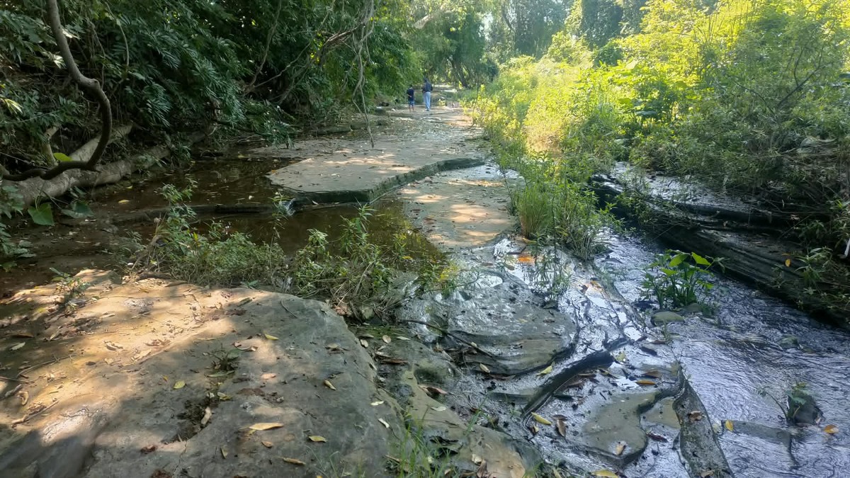 Se identificaron pisadas de dos carnívoros terópodos, otras similares a las de raptores y de dinosaurios pico de pato en el lecho de un arroyo. (INAH)