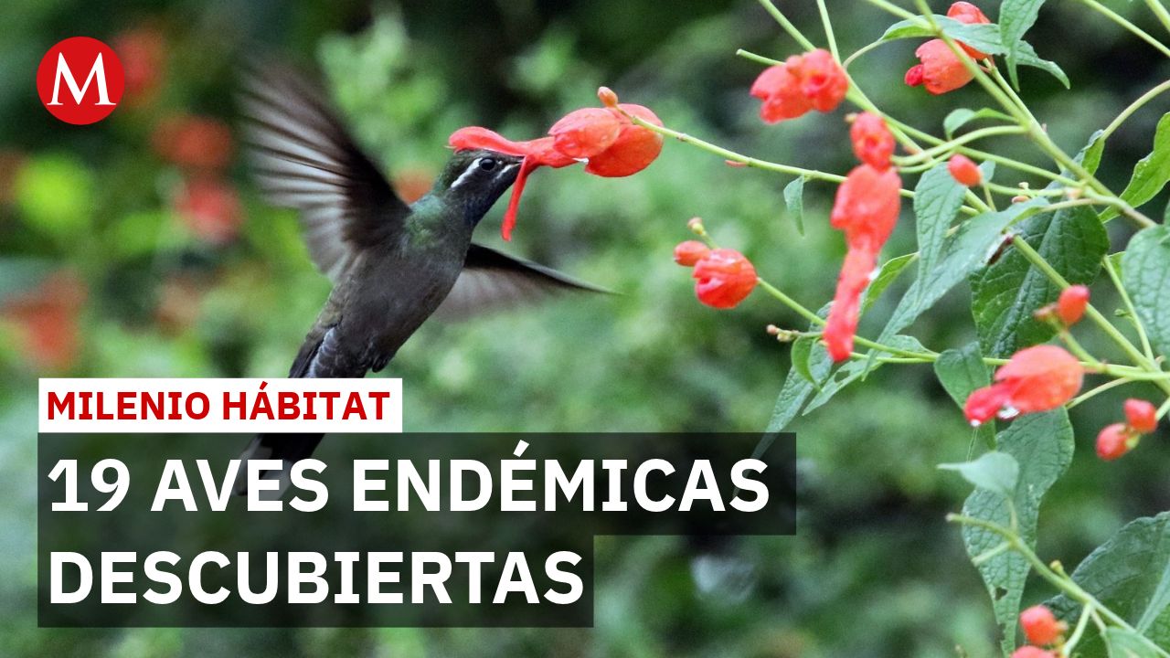 Aviturismo en el Iztaccíhuatl: comuneros lideran la conservación de aves