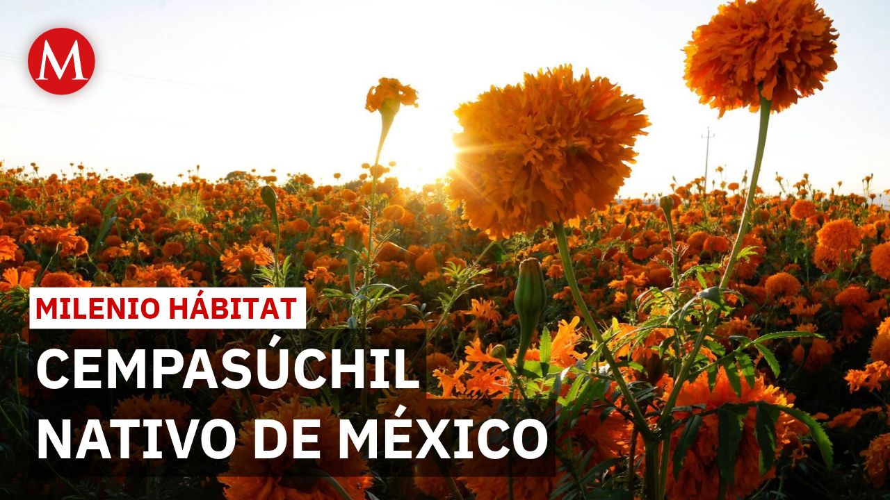 CdMx desarrolla semillas nativas de cempasúchil para reducir dependencia de China