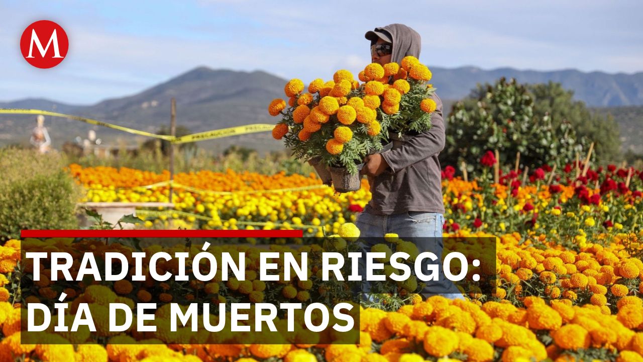 Cempasúchil en Michoacán: productores combaten lluvias y competencia