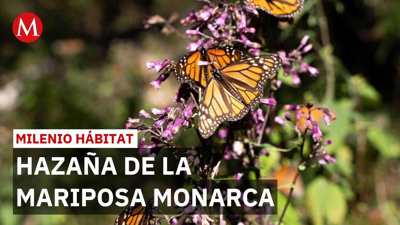 Mariposas monarca cruzan el Golfo de México hacia Michoacán en su migración anual