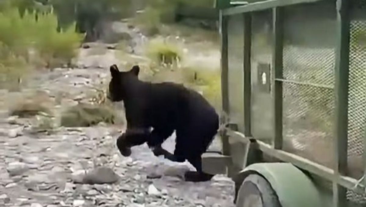 El oso fue liberado en su hábitat. Foto: Especial
