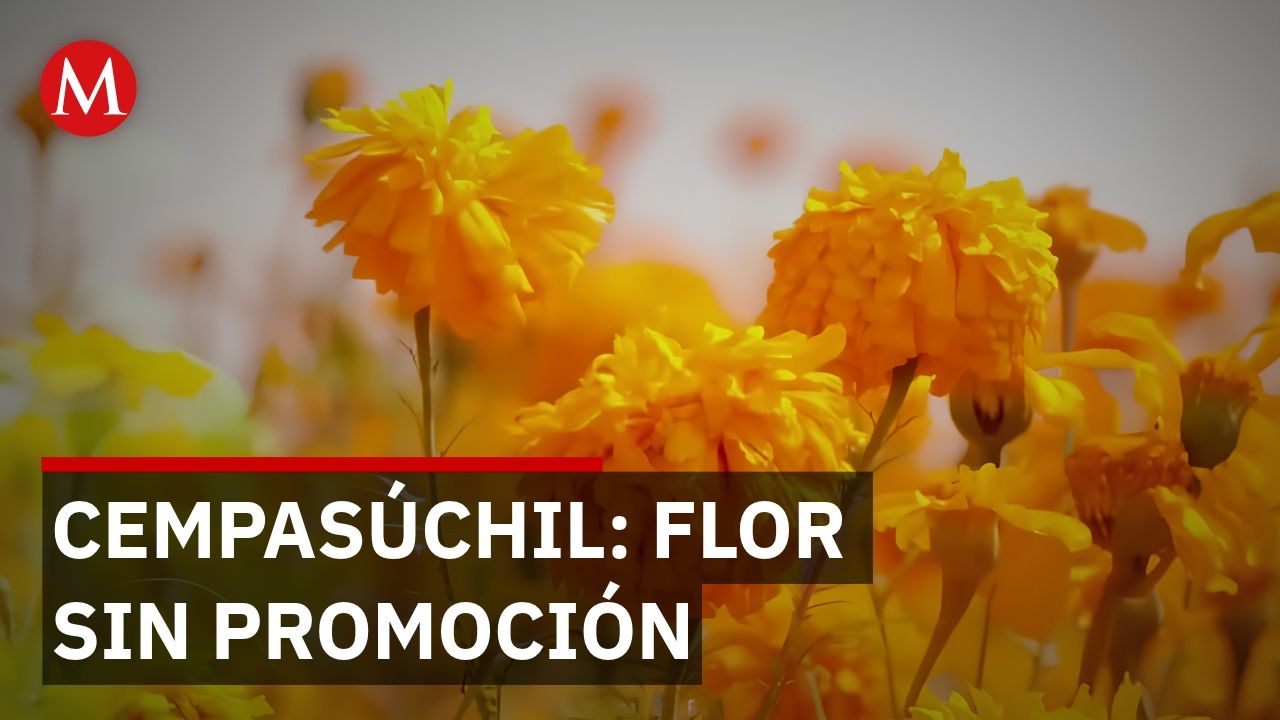 Falta de difusión limita venta de cempasúchil en Magdalena Contreras