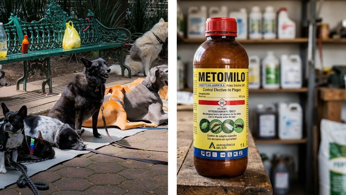 El Metomilo es toxico para humanos y mascotas | Cuartoscuro/ IA Discover