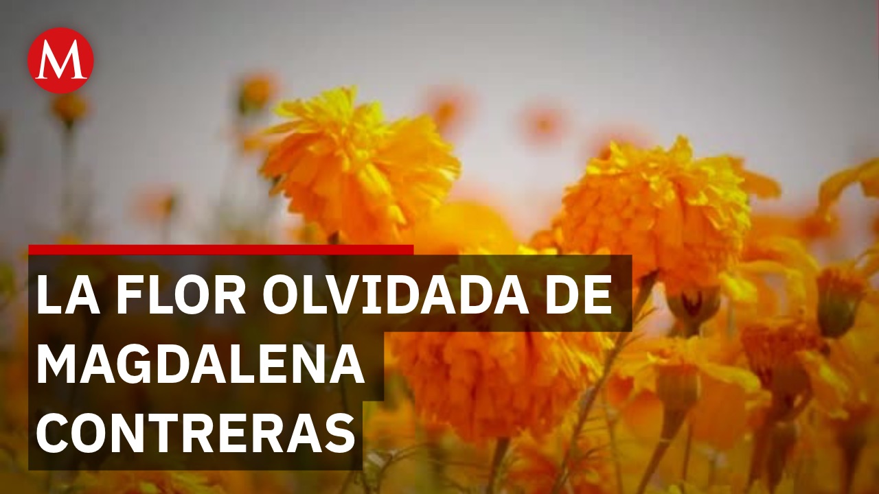 Productores de cempasúchil en Magdalena Contreras piden apoyo y transporte