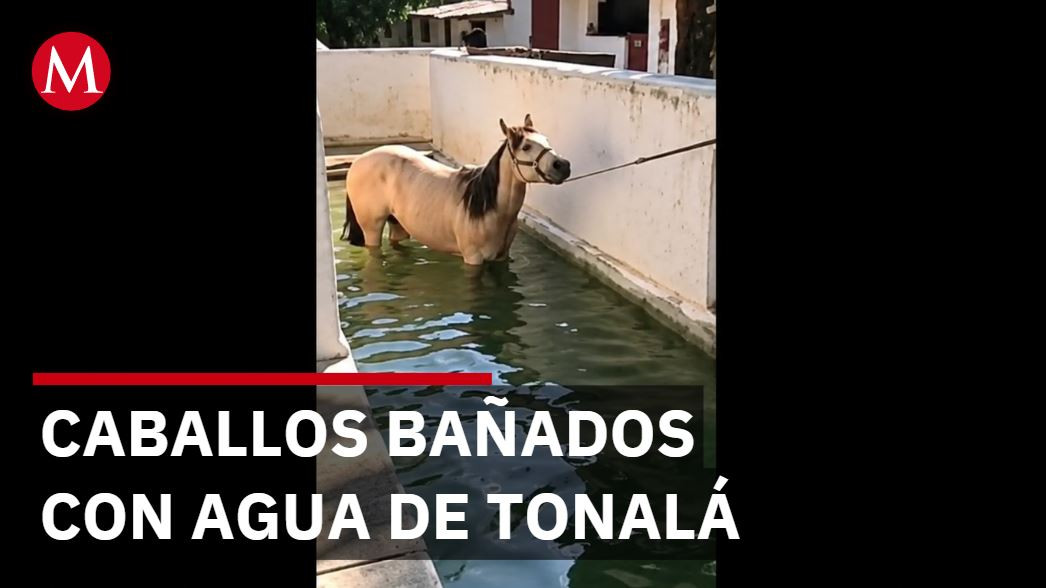 Familias de Tonalá reciben agua amarilla mientras caballos tienen agua limpia